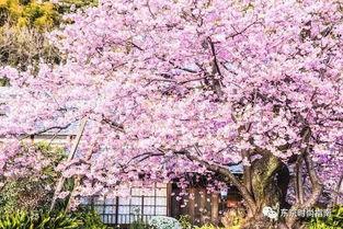 樱花最新更新爆料,功能升级与亮点前瞻